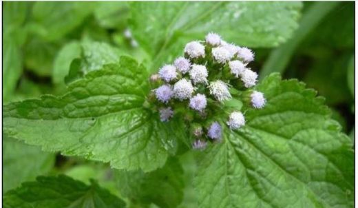 Le Roi des Herbes et ses Vertus: Comment Utiliser le Roi des Herbes?