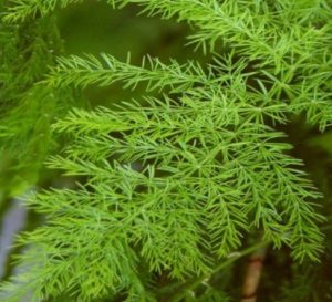Les Plantes Amies de la Prostate