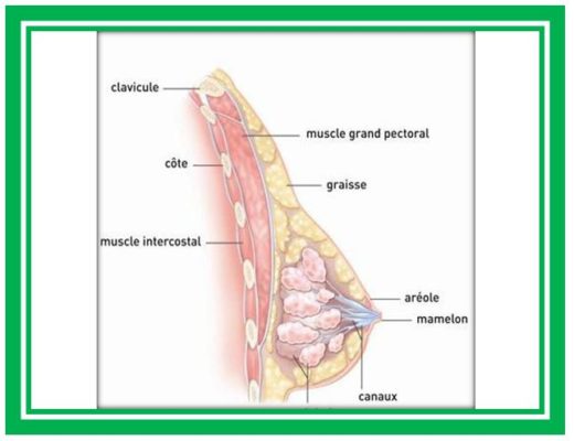 Guérir Naturellement Cancer Du Sein