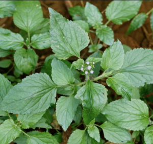 Traitement Naturel Infections chroniques