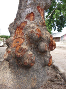 La Prostatite Traitement Naturel