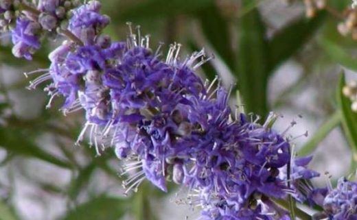 Fibromes Utérins : Comment Enlever Les Fibromes Avec Les Plantes