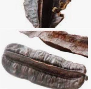Solution Naturelle Pour Tomber Enceinte Avec le Clou de Girofle