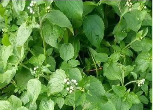 Le Roi des herbes Pour Infections vaginales et Trompes Bouchées