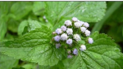 Roi des Herbes Trompes Bouchées: Solutions Naturelles Pour Trompes Bouchées