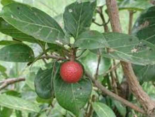 Hépatite B : Symptômes, Diagnostic et Traitement Hépatite B